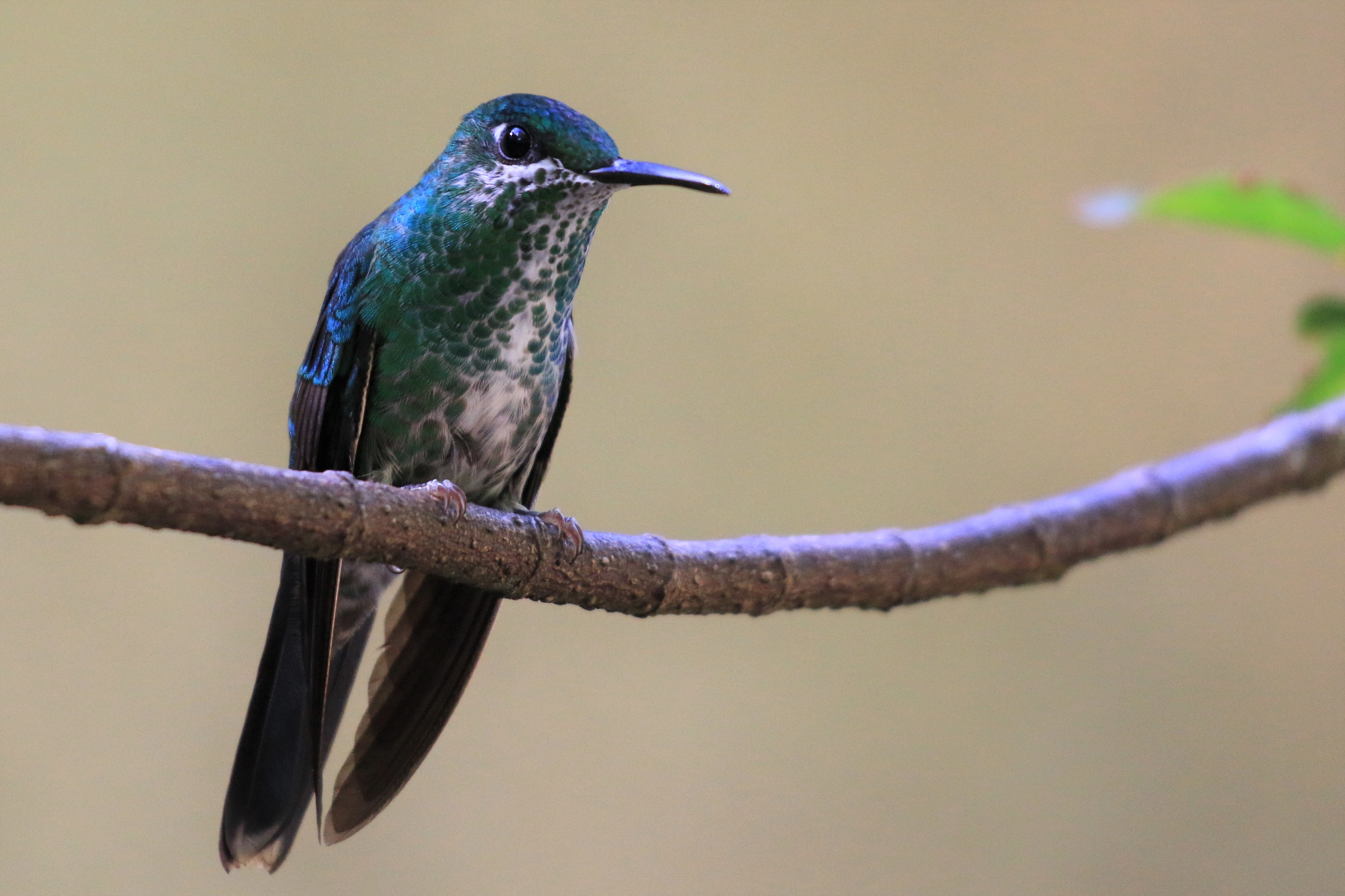 Costa Rica